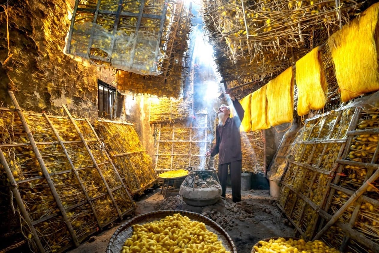 Un homme se tient au milieu du cabane dont toutes les paroies sont recouvertes de cocons de vers à soie jaunes